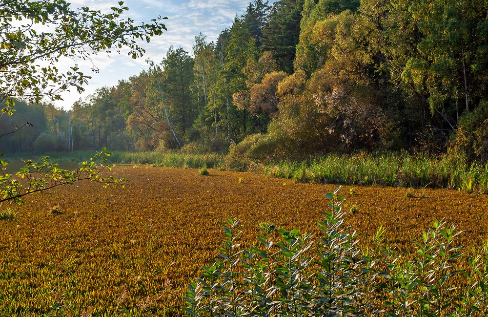Заросший пруд