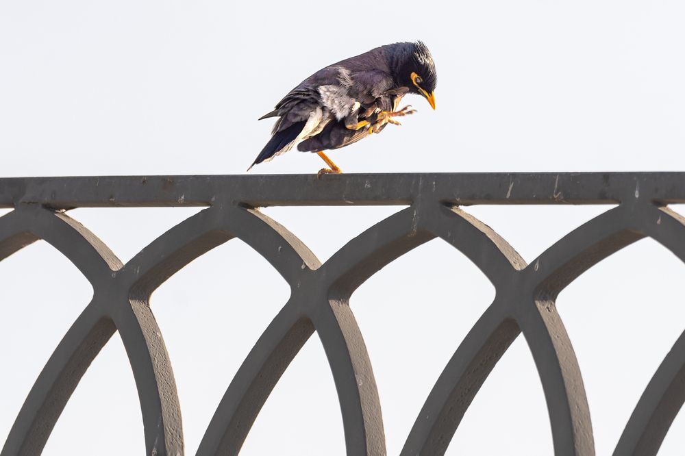 Photograph by Jayakumar MN