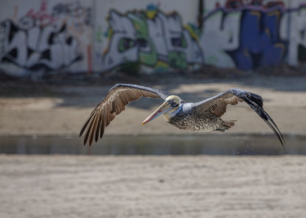 Фотография автора Анатолий Макоедов
