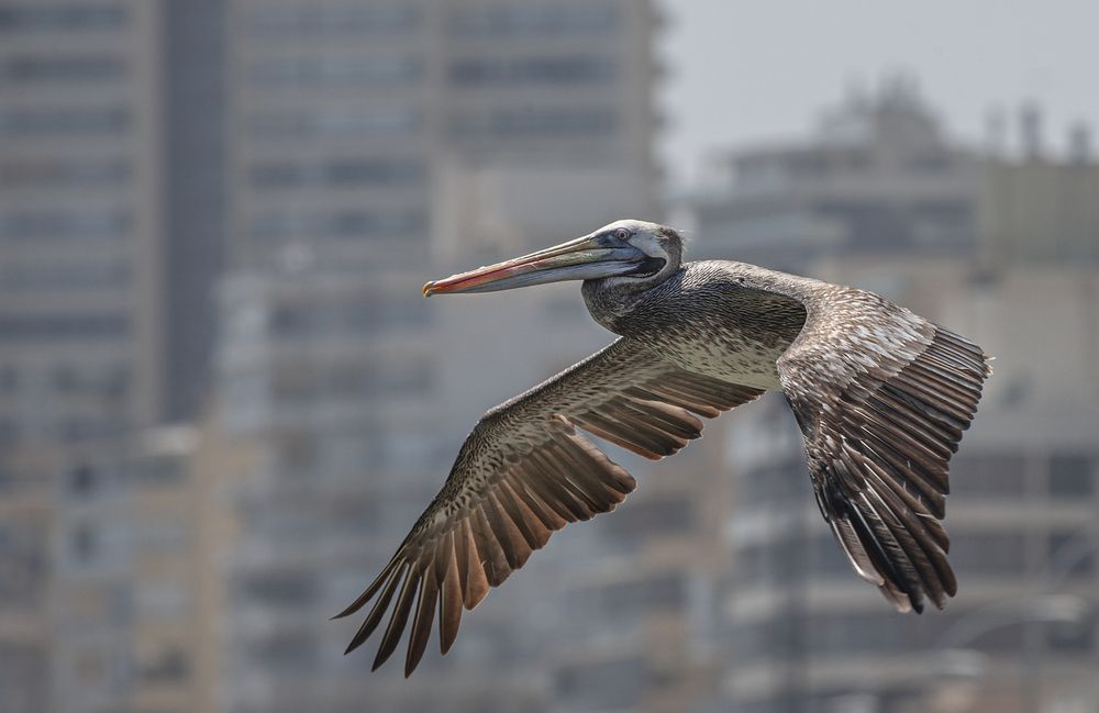 Фотография автора Анатолий Макоедов