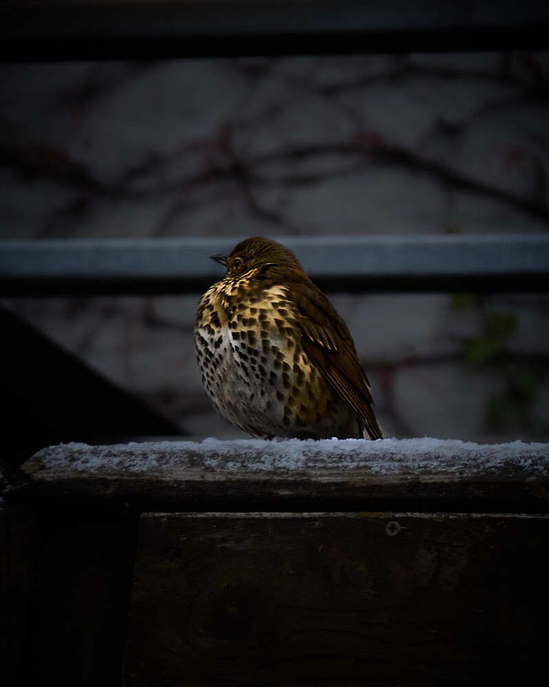 Photograph by Denys Zhytkevych