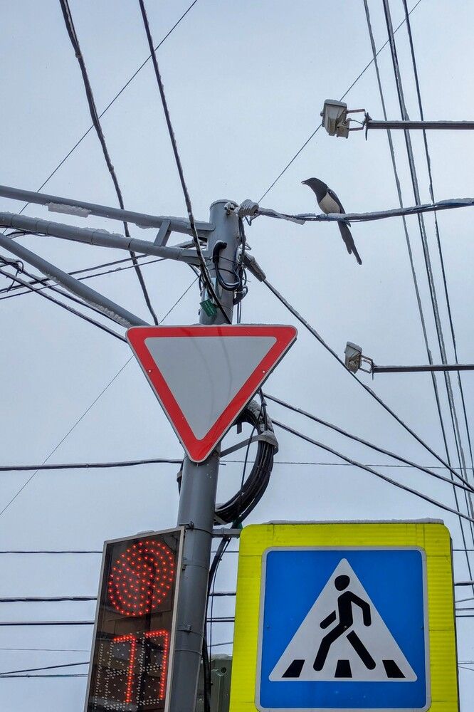 Сорока в городе