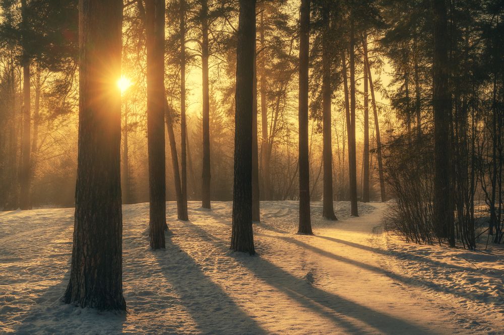 Закат в лесу