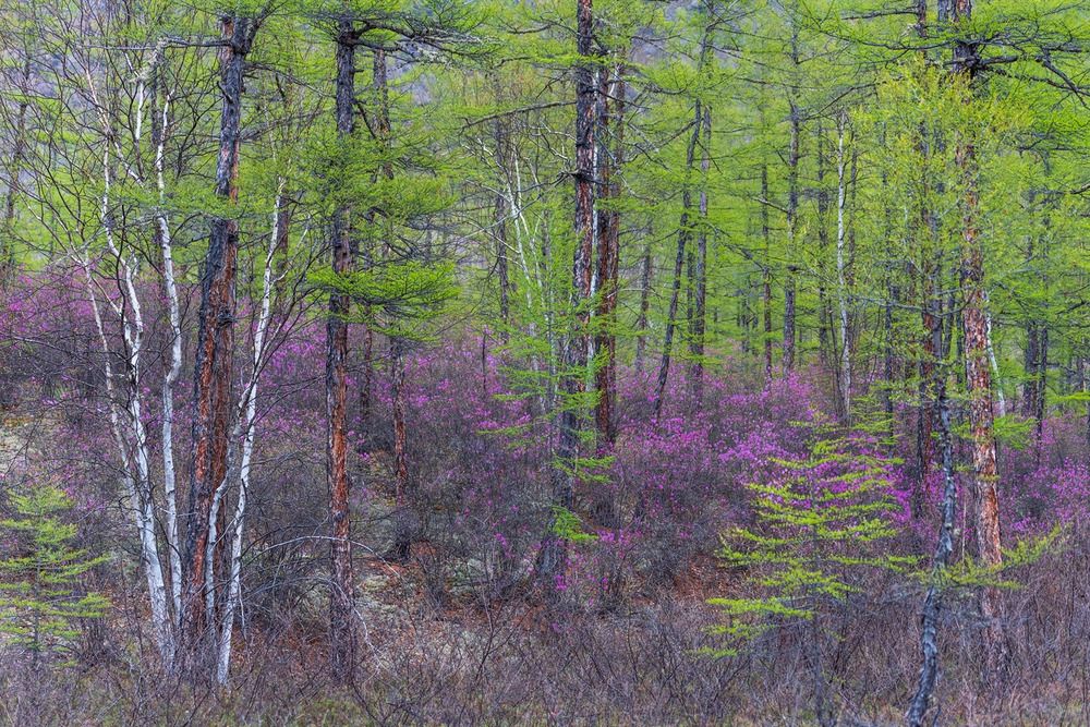 Photograph by Ольга Крицак