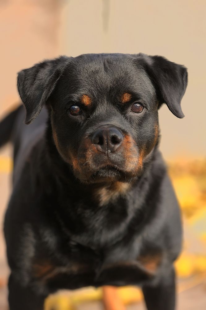 Фотография автора Анна Абрамова