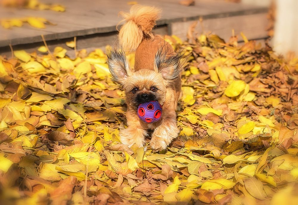 Фотография автора Анна Абрамова
