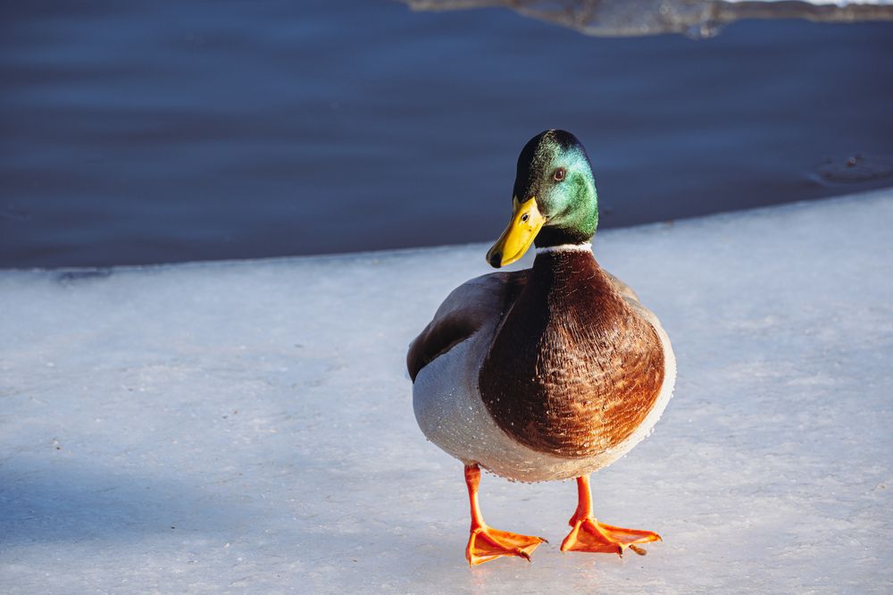 Photograph by Михаил Алещенков