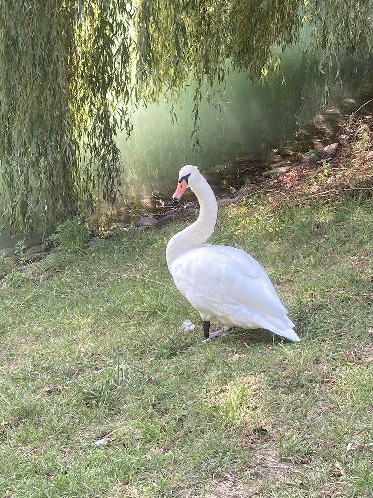 Photograph by Светлана