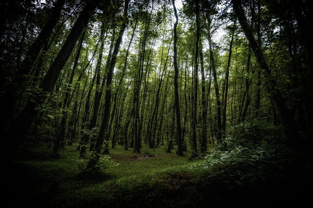 Photograph by DAMOUN POURNEMATI