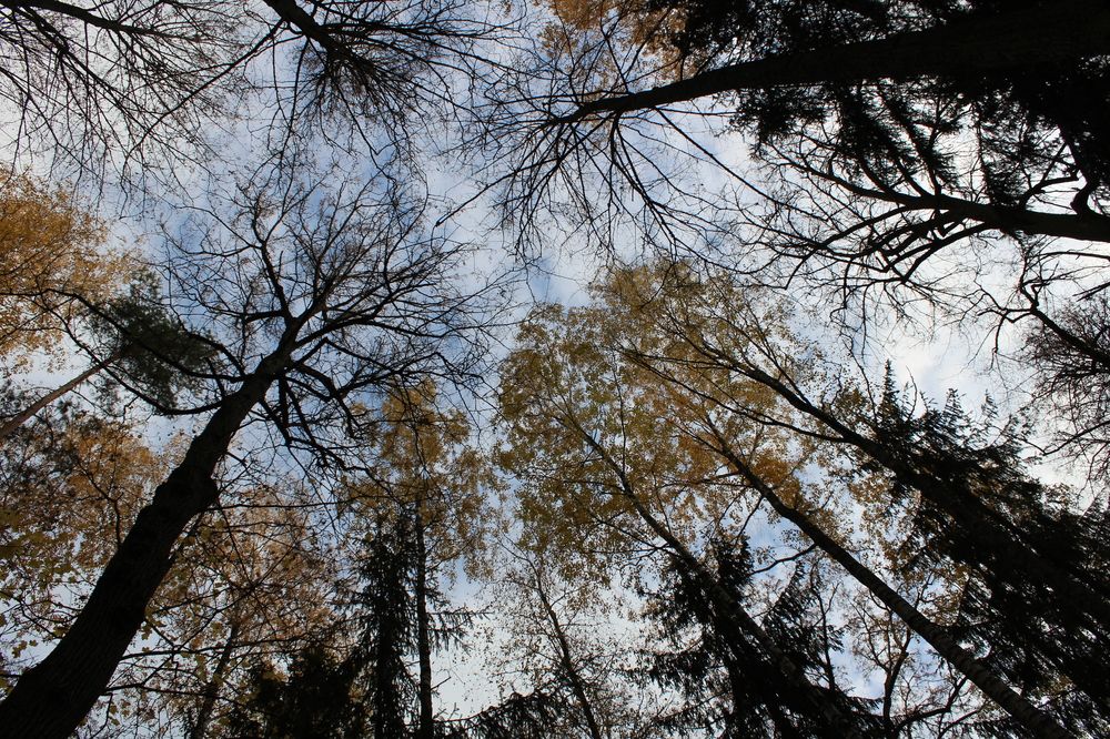 Photograph by Елена Пильцова