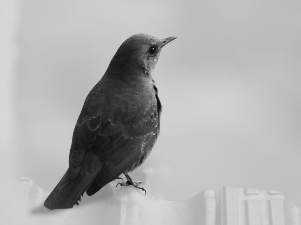 Фотография автора Tahani Almarafi