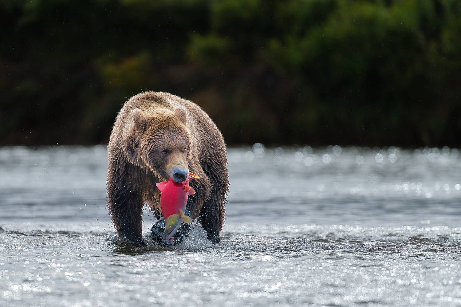 Фотография #11813329