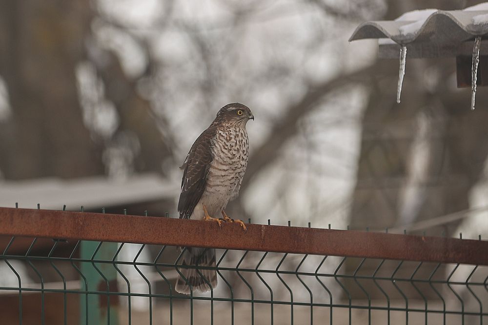 Фотография автора Анна Абрамова