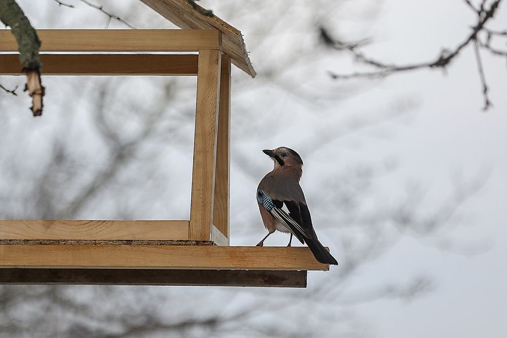 Фотография автора Анна Абрамова