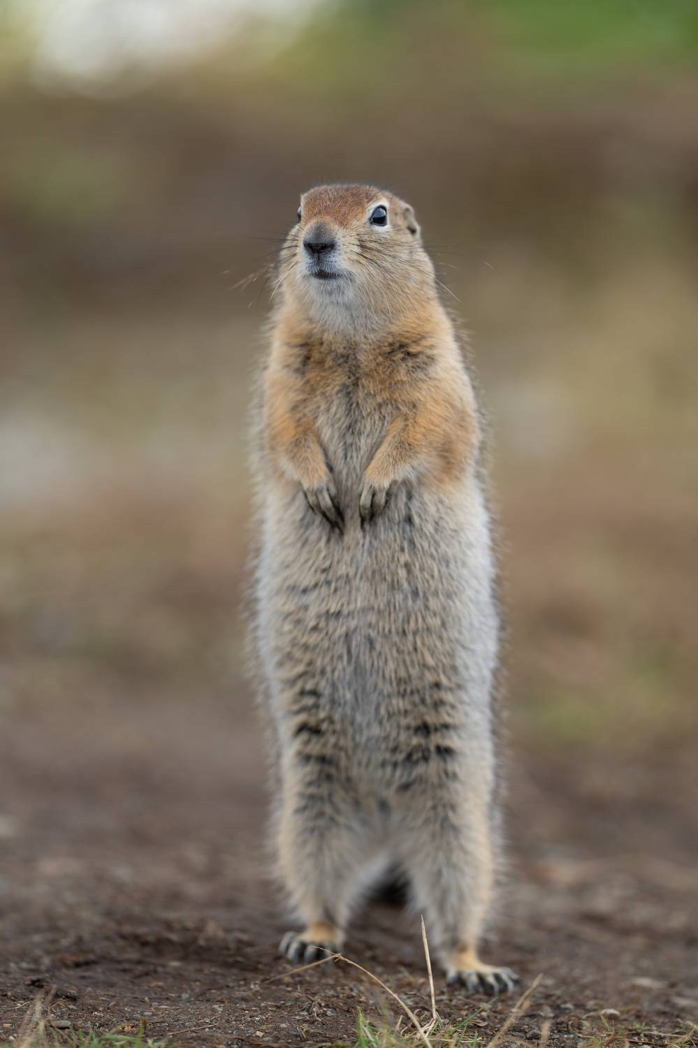 Фотография #11813339