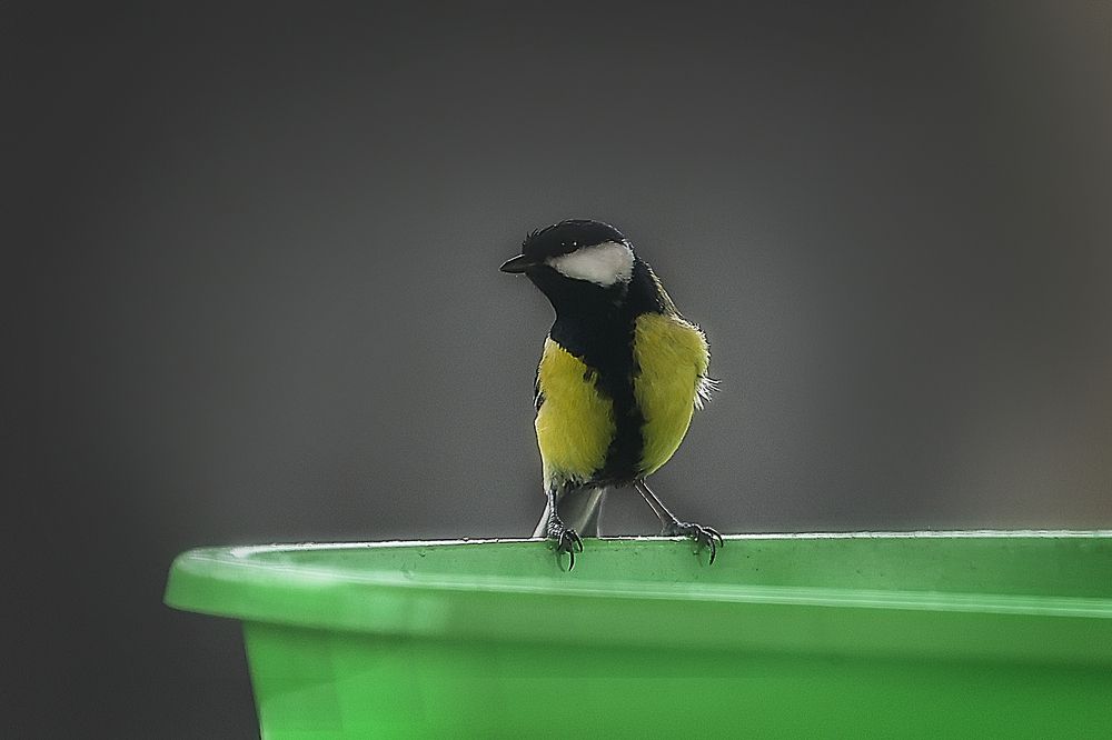 Фотография автора Анна Абрамова