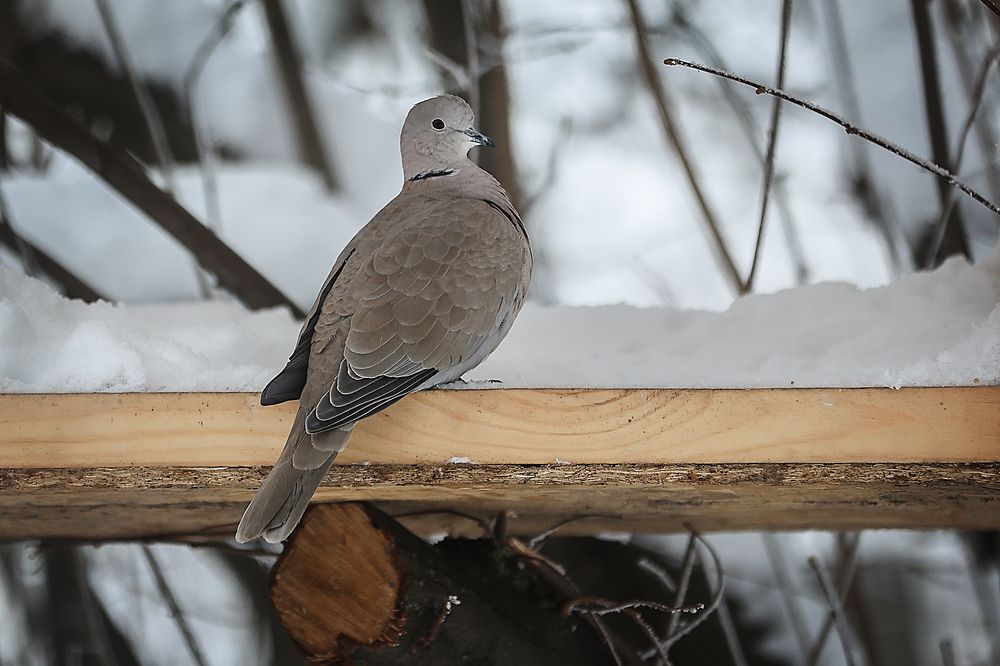 Фотография автора Анна Абрамова