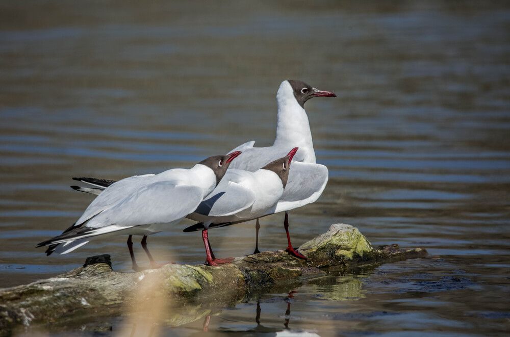 Photograph by Елена