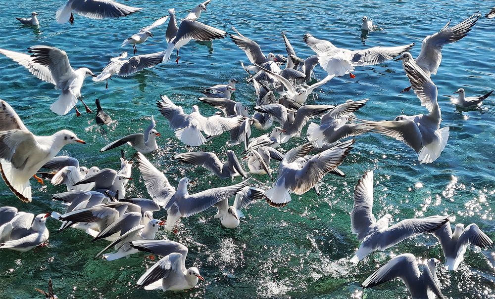 Photograph by Stojan Saveski