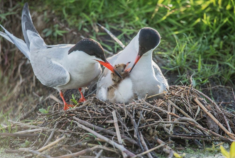 Photograph by Елена