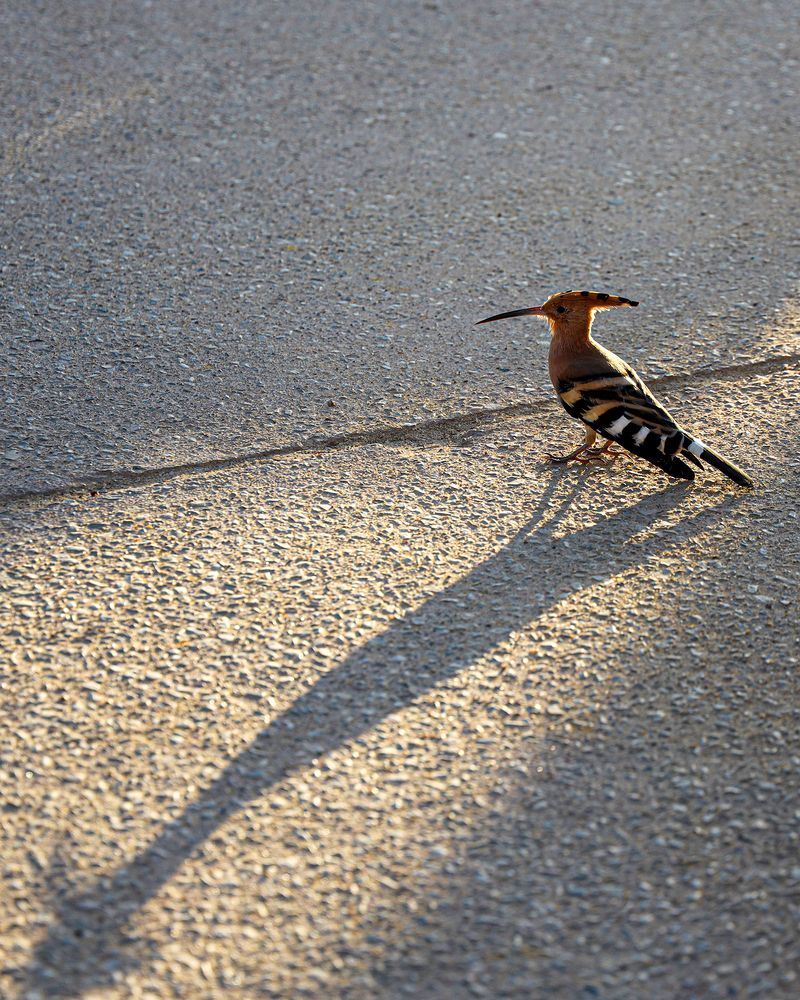 Photograph by Наталья Суслова