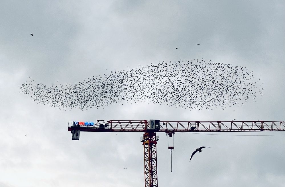 Мурмурация скворцов