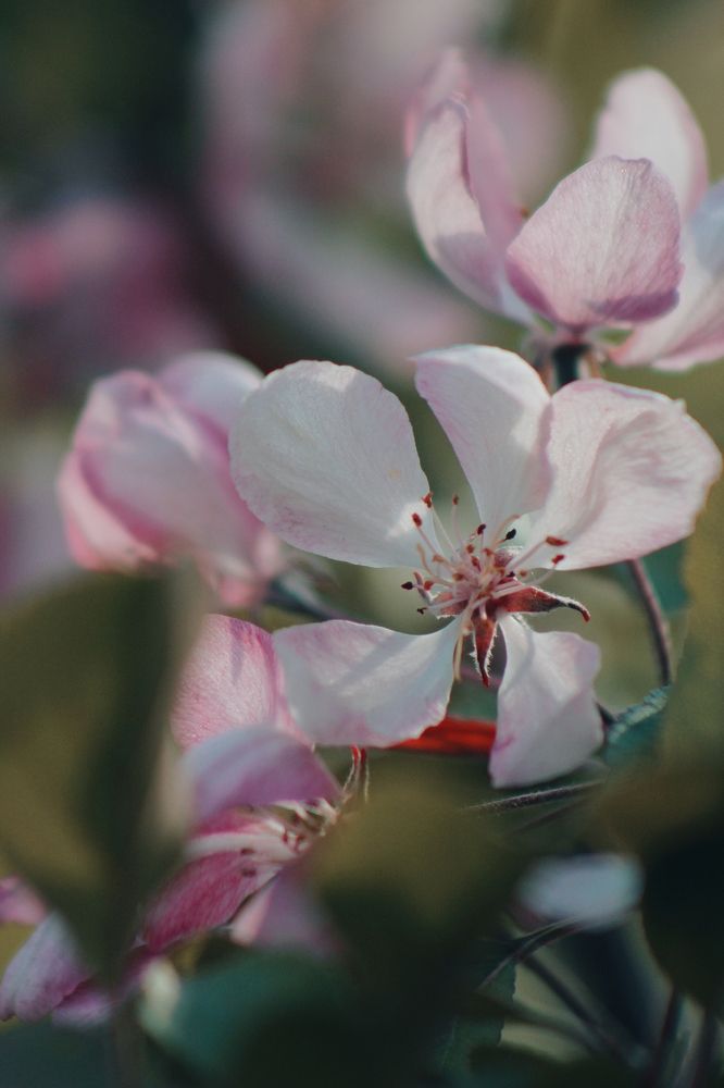 Северная яблоня...