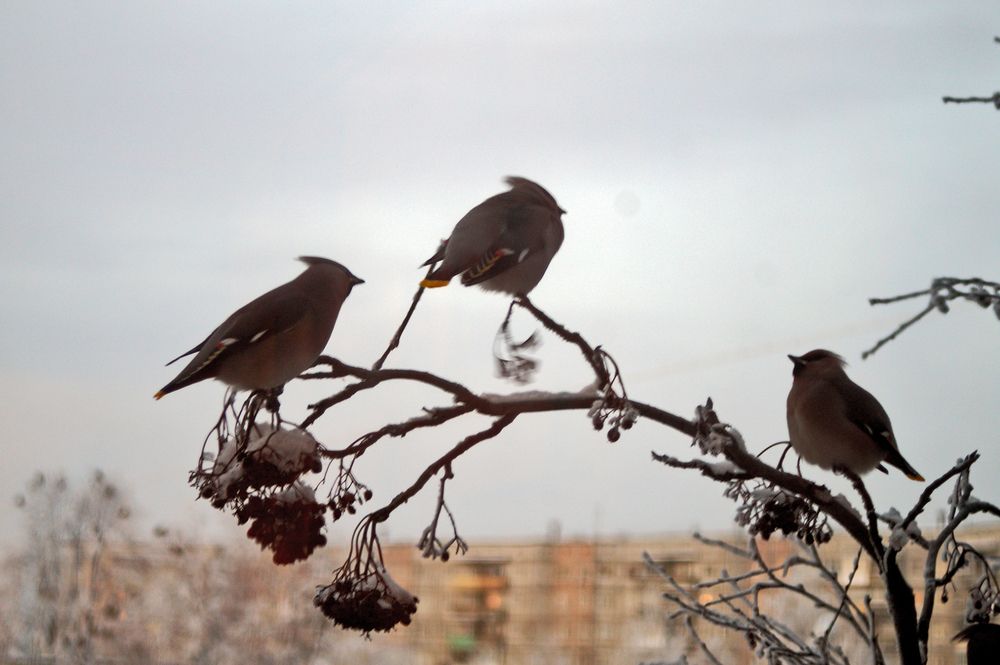 Рябина зимой