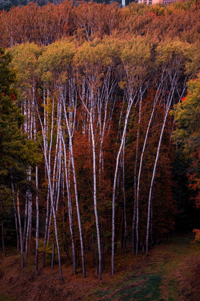 Photograph by Anastasia Astakhova