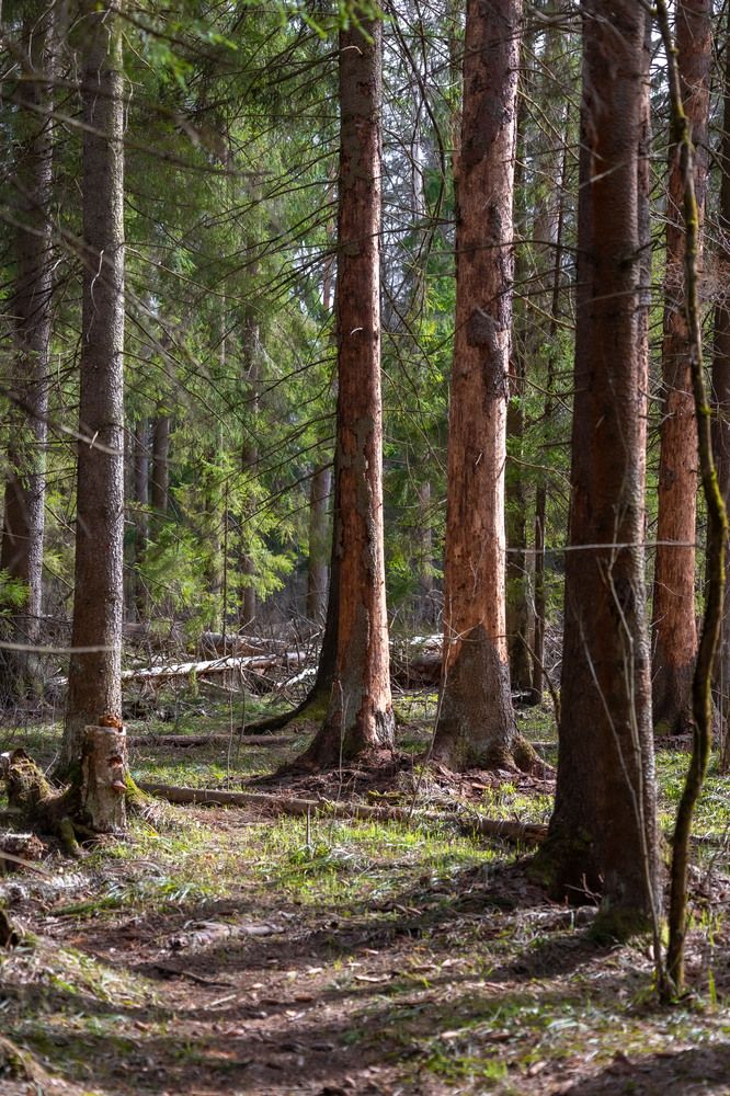 Photograph by Олег Дорошенко