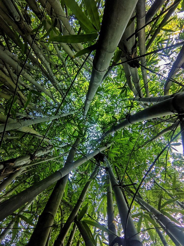 Photograph by Kawsar Ahmed Fahim