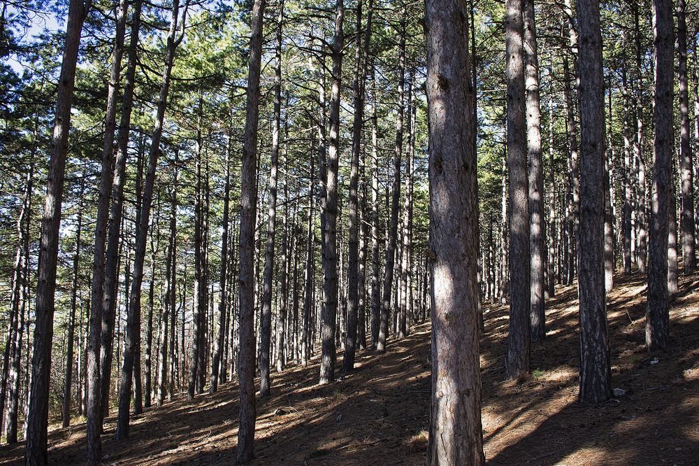 Photograph by Stojan Saveski