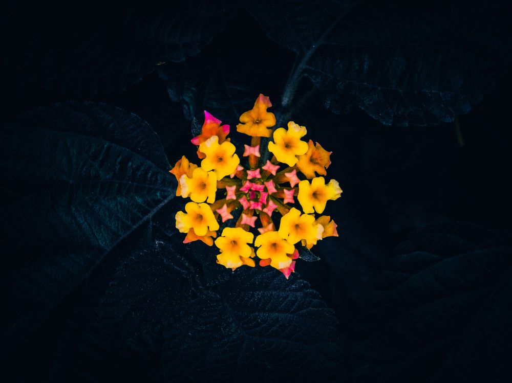 Фотография автора Ahmed Diab