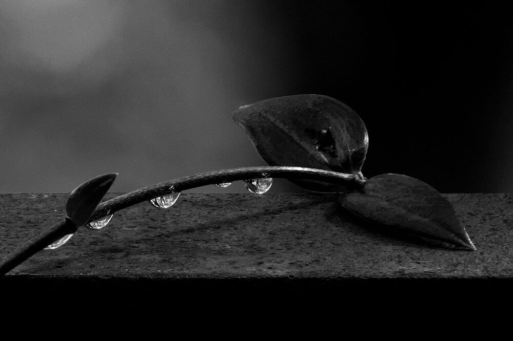 Photograph by Marina Krivitskaya