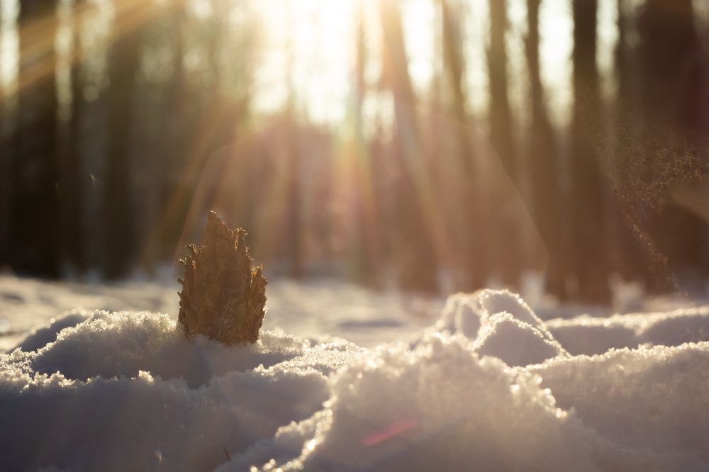 Фотография автора Алексей Шапочкин