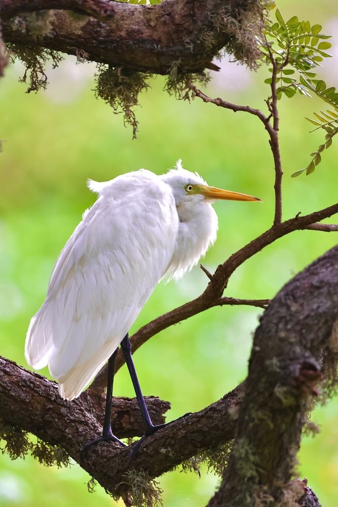 Фотография автора Francisco Ethige Silva