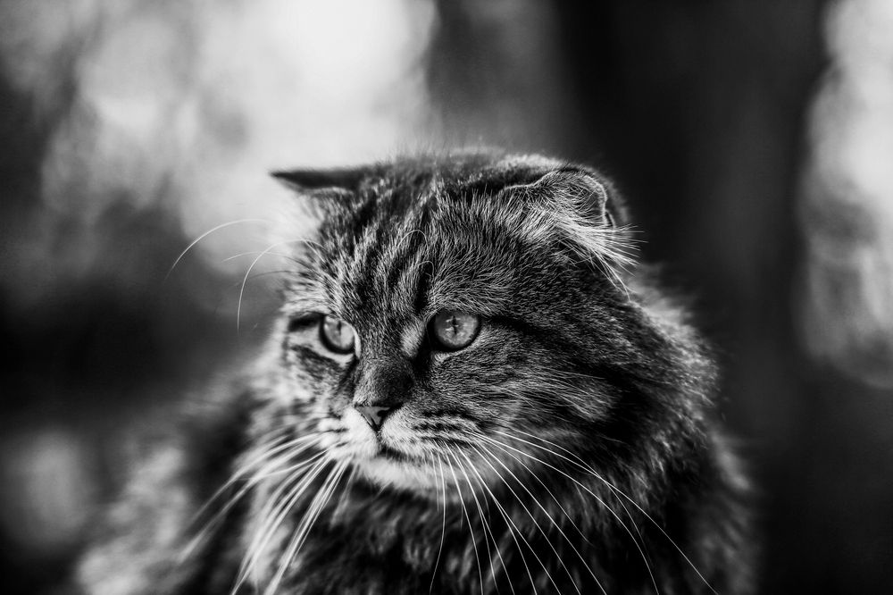 Фотография автора Олеся Лукьяненко