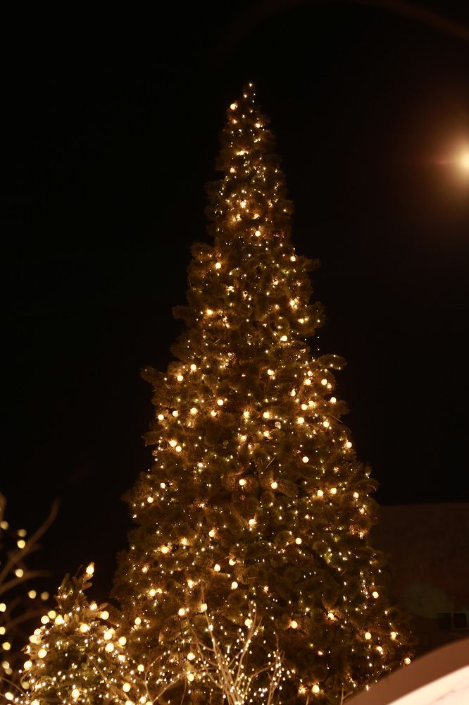 Фотография автора Олеся Лукьяненко