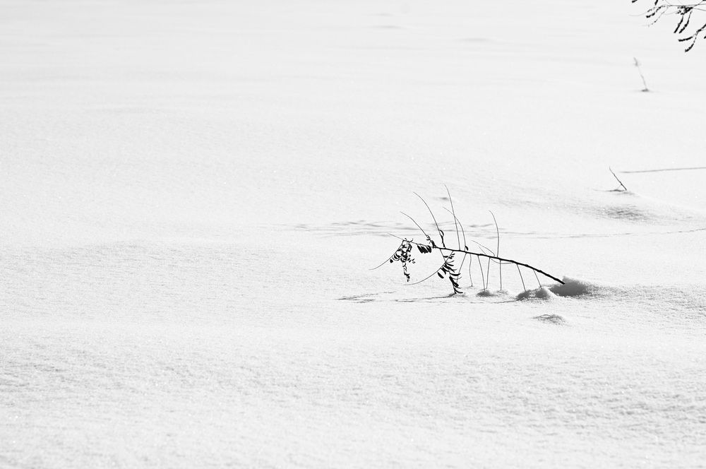 Photograph by Nobu-Oh