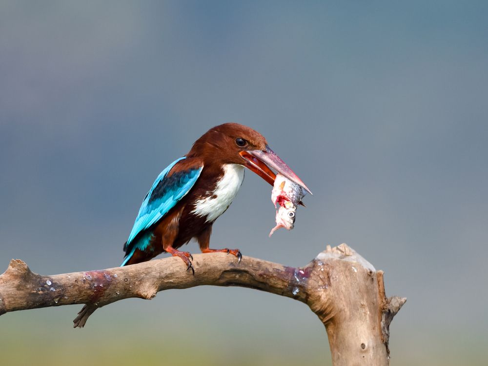 Photograph by Irene Chattopadhyay