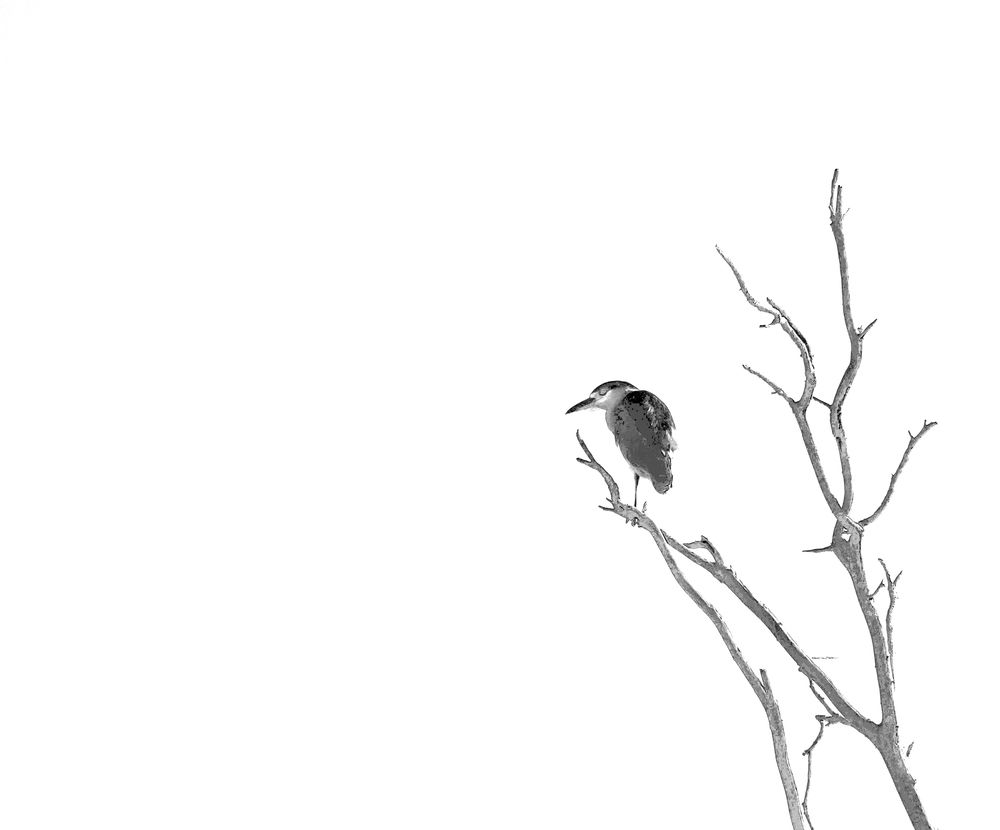 Фотография автора MIGUEL OMAR BARBERIS