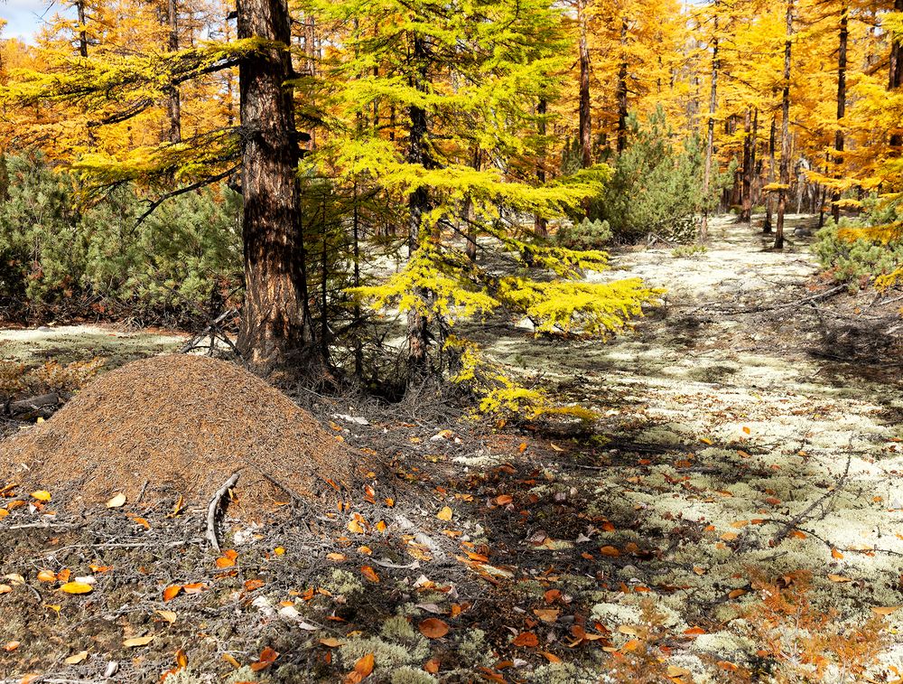 Photograph by Геннадий Теплицкий