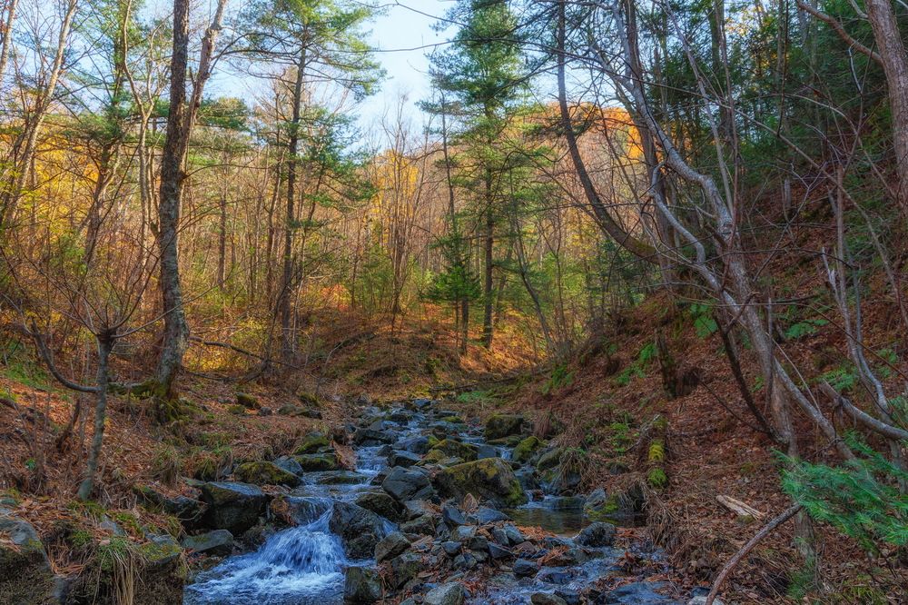 Таежный ручеек