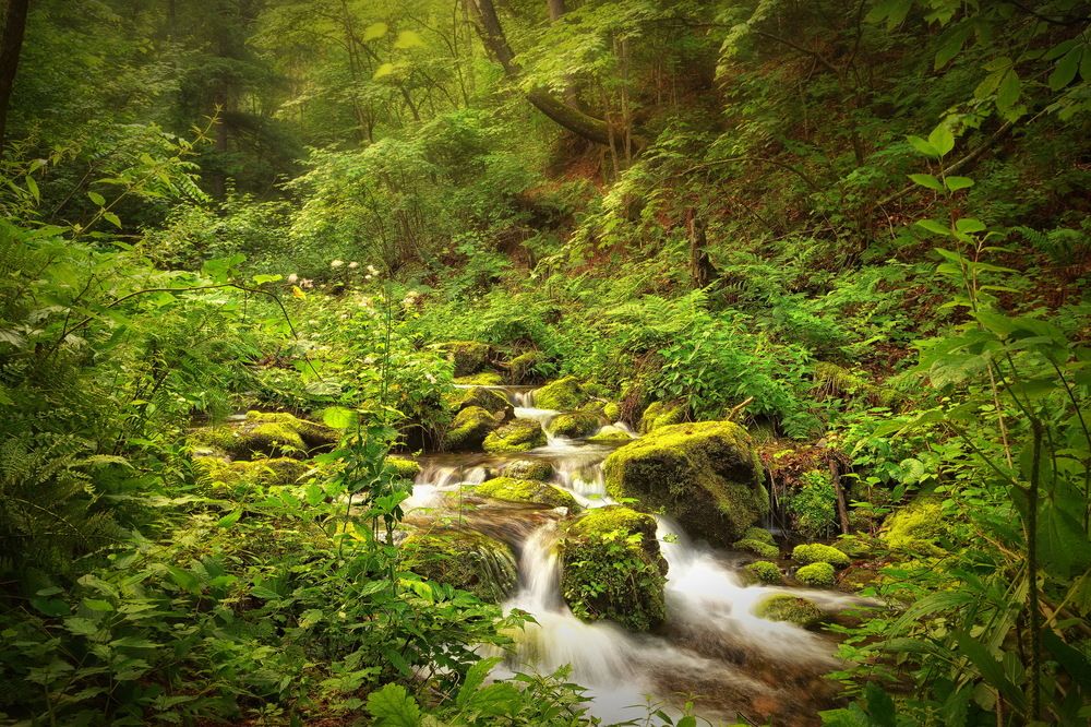 Таежный ручеек