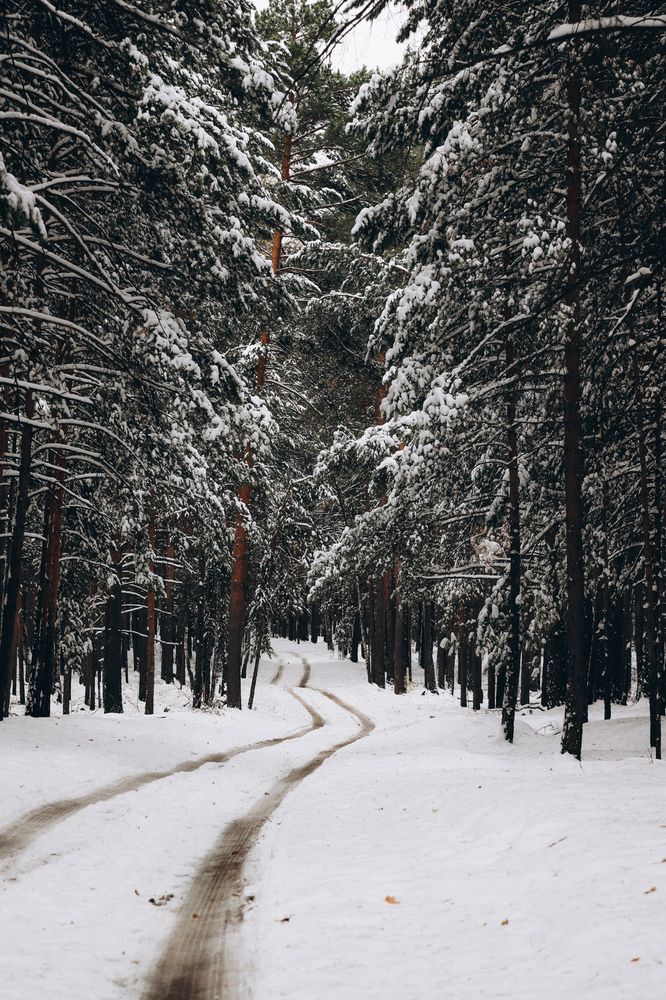 Фотография автора Дарина Чечулина