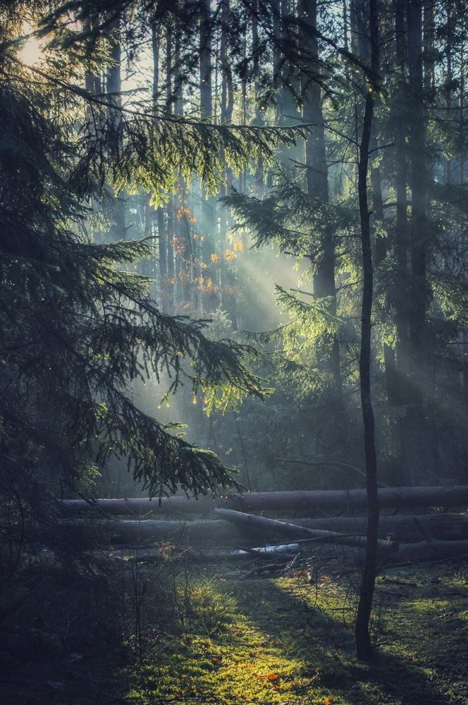 Photograph by Елена Кошелева