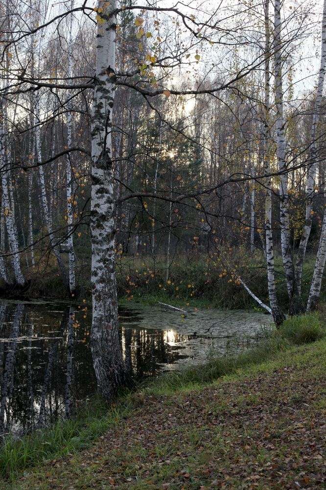 Прозрачный осенний вечер