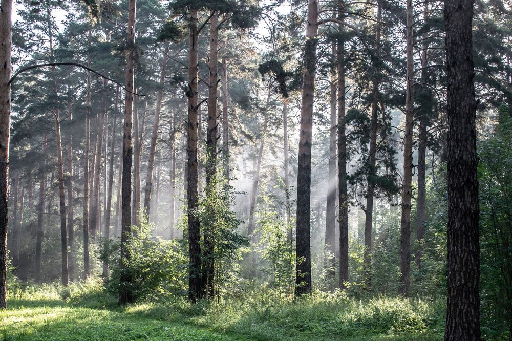 Photograph by Дмитрий Анисимов