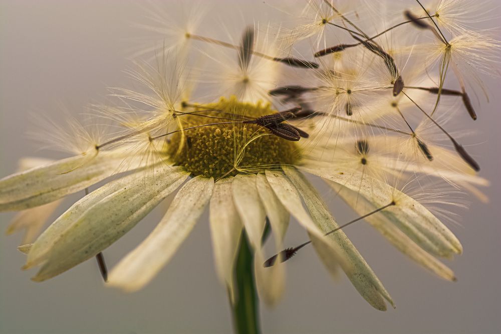 Photograph by Муза Латинская