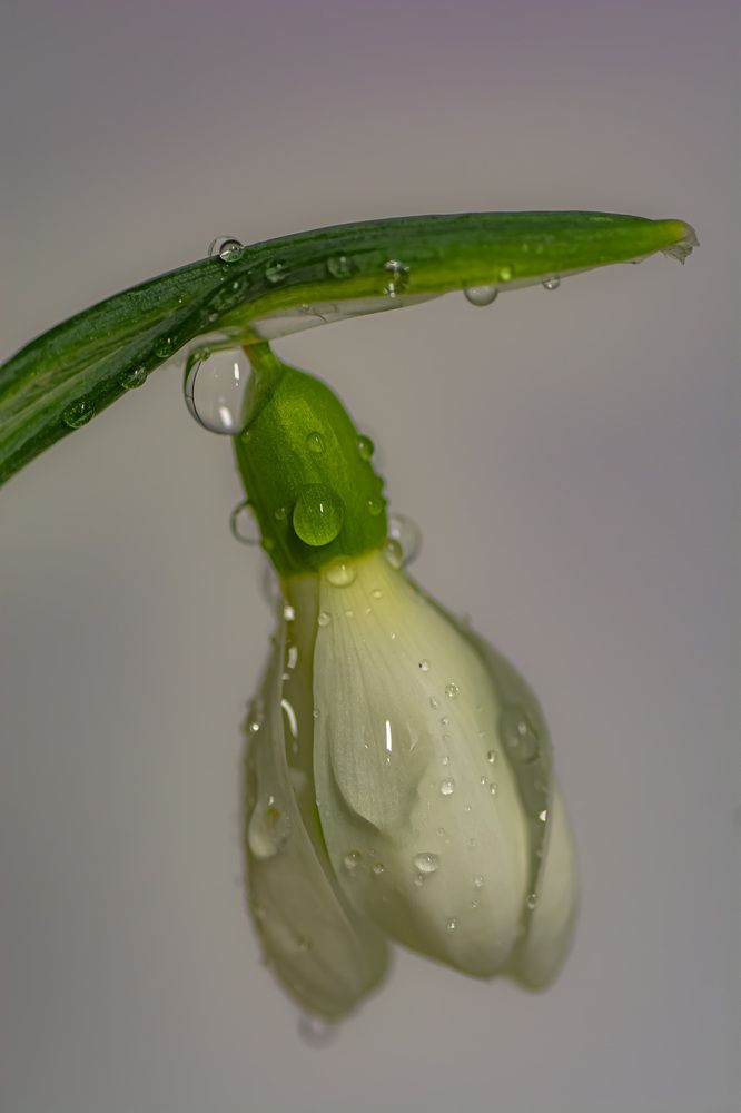 Photograph by Муза Латинская